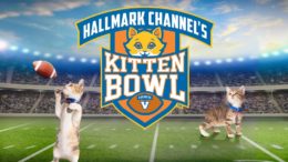 watch the kitten bowl online