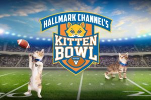 watch the kitten bowl online