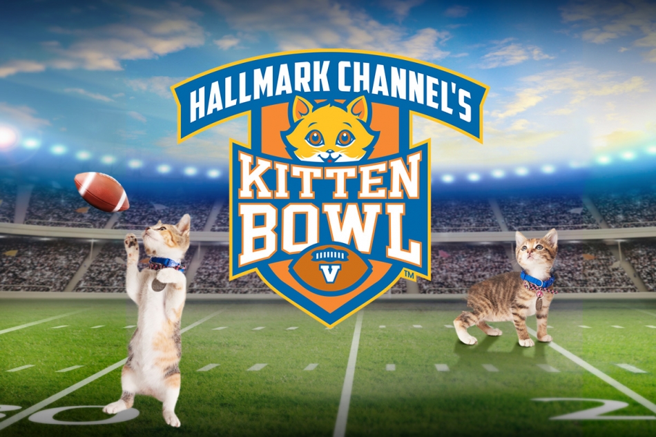 watch the kitten bowl online